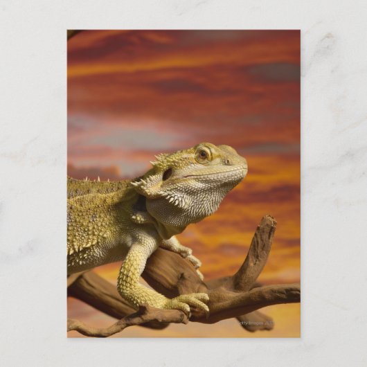 Gekleurde draak (Pogona Vitticeps) op een tak, Briefkaart (Voorkant)