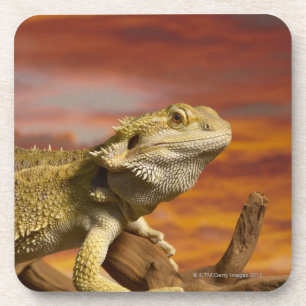Gekleurde draak (Pogona Vitticeps) op een tak, Drankjes Onderzetter