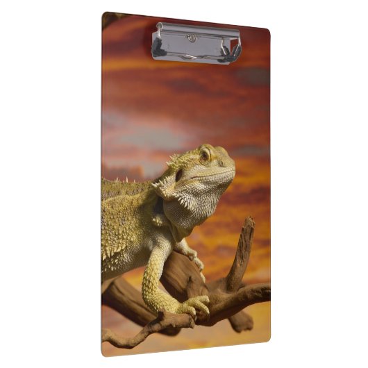 Gekleurde draak (Pogona Vitticeps) op een tak, Klembord (Rechts)