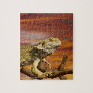 Gekleurde draak (Pogona Vitticeps) op een tak, Legpuzzel