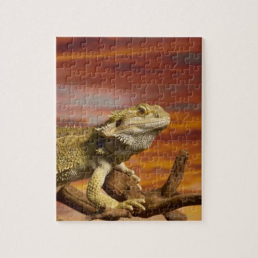 Gekleurde draak (Pogona Vitticeps) op een tak, Legpuzzel (Verticaal)