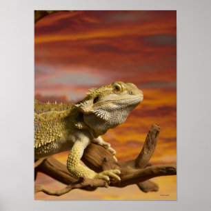 Gekleurde draak (Pogona Vitticeps) op een tak, Poster