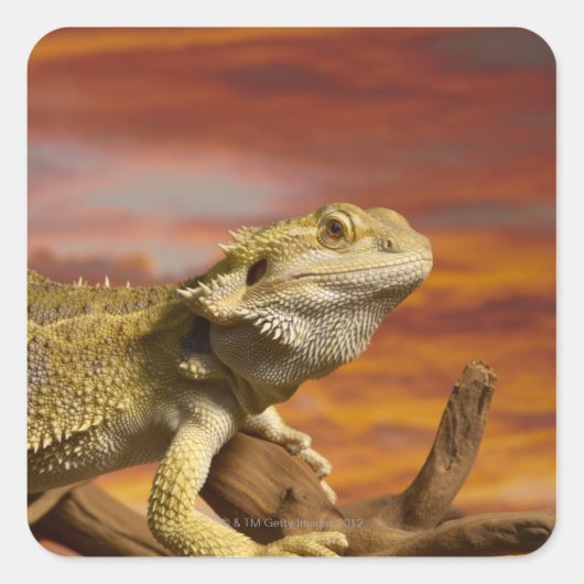 Gekleurde draak (Pogona Vitticeps) op een tak, Vierkante Sticker (Voorkant)