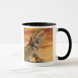 Gekleurde draak (Pogona Vitticeps) op rots, Mok