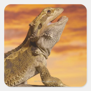 Gekleurde draak (Pogona Vitticeps) op rots, Vierkante Sticker
