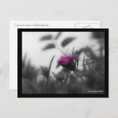 gekleurde ester met zwarte rand briefkaart (Voorkant / Achterkant)