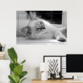 gekleurde ogen, ragdoll kitten poster (Thuiskantoor)