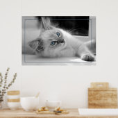 gekleurde ogen, ragdoll kitten poster (Keuken)