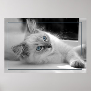 gekleurde ogen, ragdoll kitten poster