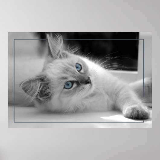 gekleurde ogen, ragdoll kitten poster (Voorkant)