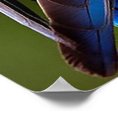 Gekleurde papegaaien samen neergestreken poster (Hoek)