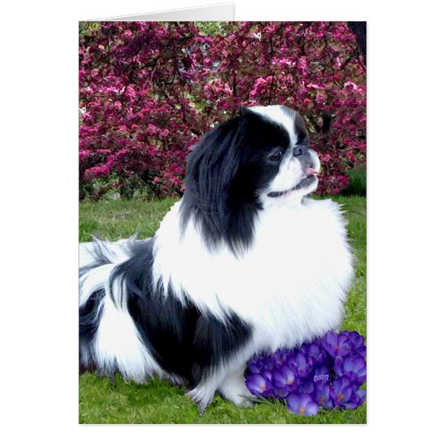 Gekleurde Pekingees Honden (Voorkant)