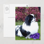 Gekleurde Pekingees Honden Briefkaart (Voorkant / Achterkant)