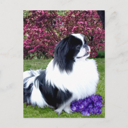 Gekleurde Pekingees Honden Briefkaart (Voorkant)
