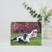 Gekleurde Pekingees Honden Briefkaart (Staand voorkant)
