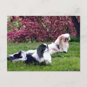 Gekleurde Pekingees Honden Briefkaart