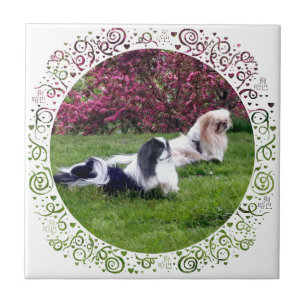 Gekleurde Pekingees Honden Tegeltje