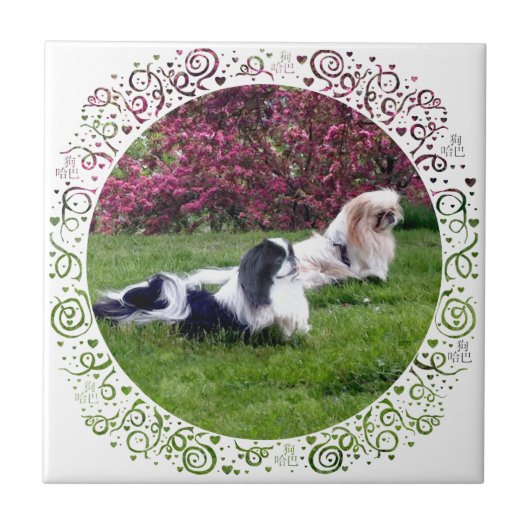 Gekleurde Pekingees Honden Tegeltje (Voorkant)