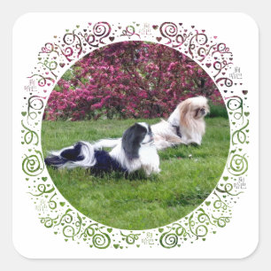Gekleurde Pekingees Honden Vierkante Sticker