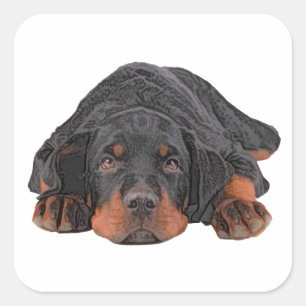 Gekleurde potloodtekening Rottweiler Puppy Eyes Vierkante Sticker