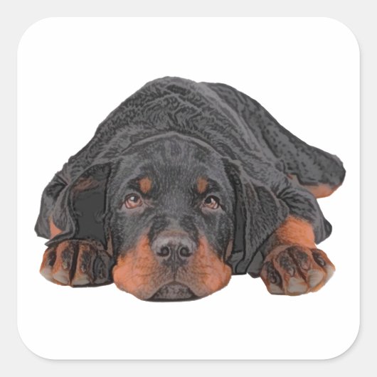 Gekleurde potloodtekening Rottweiler Puppy Eyes Vierkante Sticker (Voorkant)
