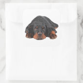 Gekleurde potloodtekening Rottweiler Puppy Eyes Vierkante Sticker (Tas)