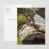 gekleurde schildpadden die zichzelf zonnen in een  briefkaart (Voorkant / Achterkant)