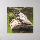 gekleurde schildpadden die zichzelf zonnen in een  canvas afdruk (Voorkant)