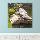 gekleurde schildpadden die zichzelf zonnen in een  canvas afdruk (Insitu (Houten vloer))