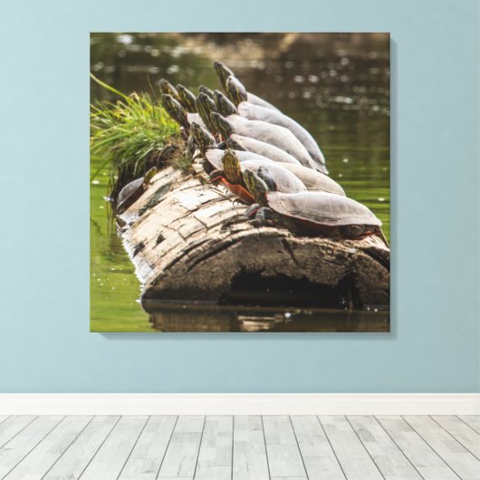 gekleurde schildpadden die zichzelf zonnen in een  canvas afdruk (Insitu (Houten vloer))