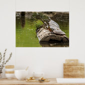 gekleurde schildpadden die zichzelf zonnen in een  poster (Keuken)