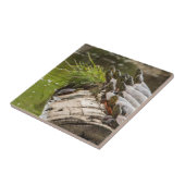 gekleurde schildpadden die zichzelf zonnen in een  tegeltje (Zijkant)