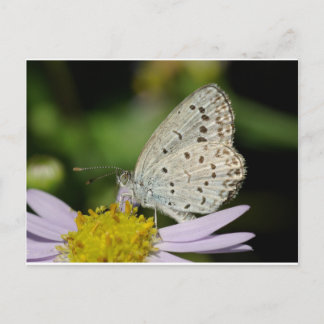 Gekleurde vlinder met scant crème briefkaart
