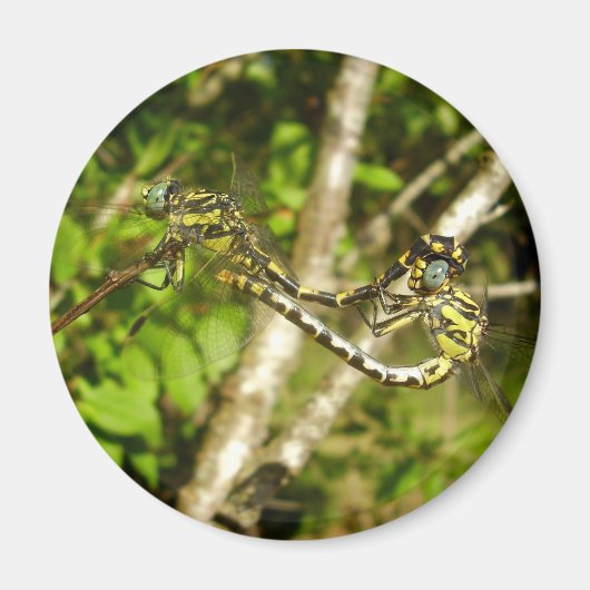 Gekloofde likkerlijmmelaarster magneet (Voorkant)