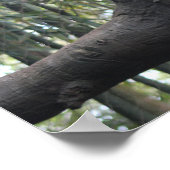 Gekloonde foto van luipaard poster (Hoek)