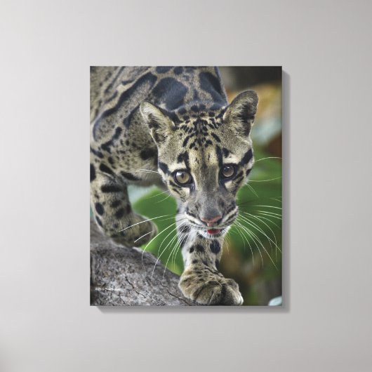 Gekloonde luipaard in beweging canvas afdruk (Voorkant)