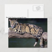 Gekloonde luipaard op logboek briefkaart (Voorkant / Achterkant)