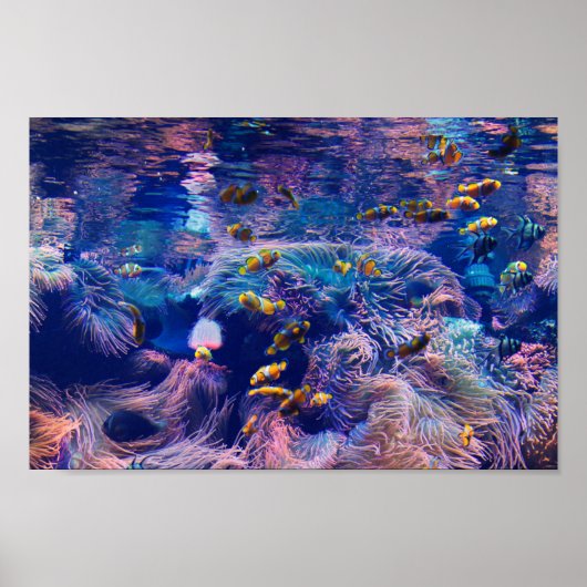 Gekloonde vis en paars aquarium poster (Voorkant)