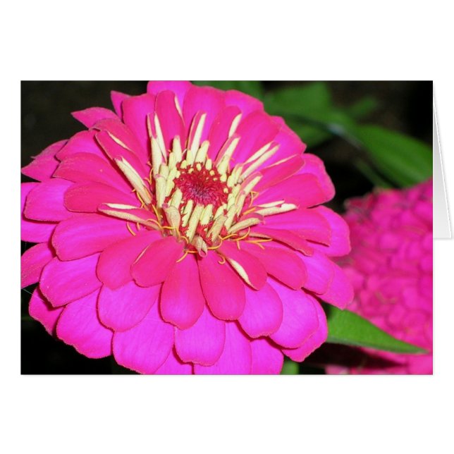 geknette roze (Voorkant Horizontaal)