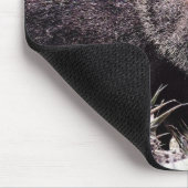 Gekolde peccary (javelina) die tijdens de bloei gl muismat (Hoek)