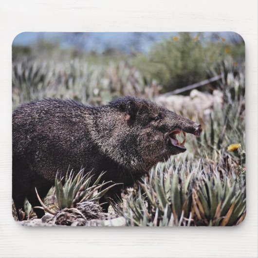Gekolde peccary (javelina) die tijdens de bloei gl muismat (Voorkant)