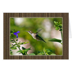 Gekompelde Hummingbird
