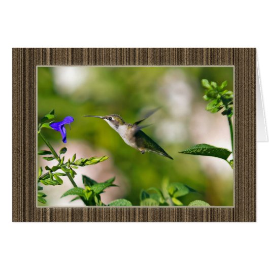 Gekompelde Hummingbird (Voorkant Horizontaal)