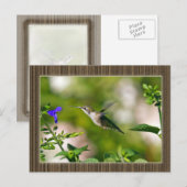 Gekompelde Hummingbird Briefkaart (Voorkant / Achterkant)