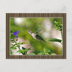 Gekompelde Hummingbird Briefkaart