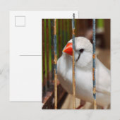 gekooide witte Zebra vinkenvogel Briefkaart (Voorkant / Achterkant)