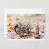 Gekookte egel op bladeren in het seizoen van de he briefkaart (Voorkant / Achterkant)