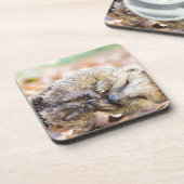 Gekookte egel op bladeren in het seizoen van de he onderzetter (Linkerzijde)