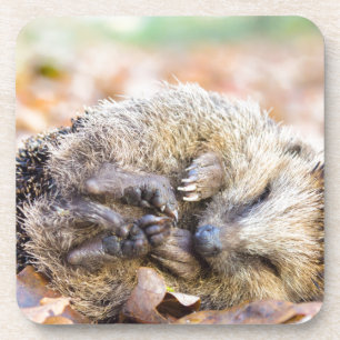 Gekookte egel op bladeren in het seizoen van de he onderzetter