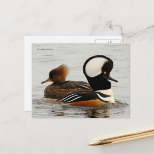 Gekookte Merganser Ducks op de Pond Briefkaart